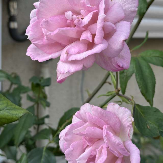 Fotos Contador. Previsões do tempo com lindas fotos de あさのジジ em Okayama