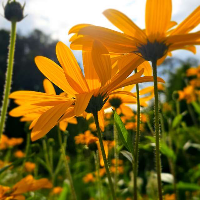 Clear. Weather forecasts with beautiful photos by Seni Photos in Velbert