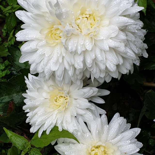 Hình ảnh Hoa hoa. Dự báo thời tiết với những bức ảnh đẹp của Mircea ở Strada Independenței