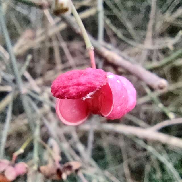 Fotos Flor. Previsões do tempo com lindas fotos de Zorrra em Kladow