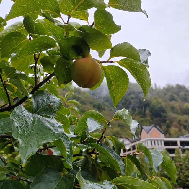 Aus Holz. Wettervorhersagen mit schönen Fotos von Albert_Smelovtsev Fotos Roza Khutor