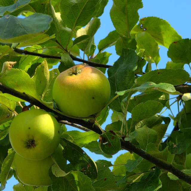 Apple. Weather forecasts with beautiful photos by Seni Photos in Velbert
