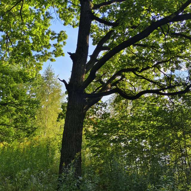 Giraffe. Weather forecasts with beautiful photos by Aleksei Photos in Tula