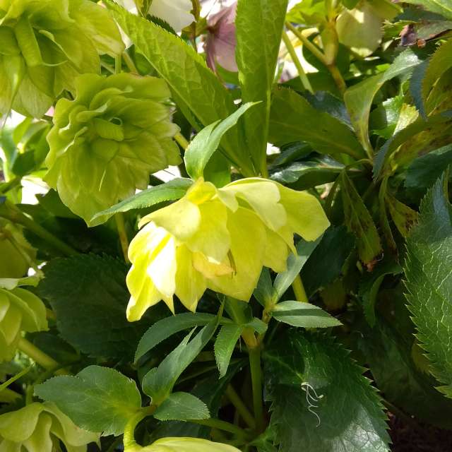 Fotos Pizza. Previsões do tempo com lindas fotos de あさのジジ em Okayama