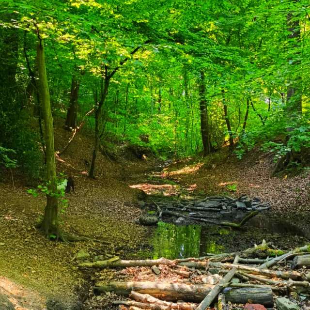 Fotos Elefante. Previsões do tempo com lindas fotos de Seni em Velbert