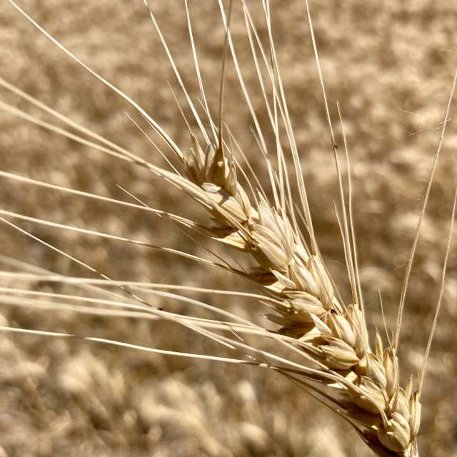 Fotos Campo. Previsões do tempo com lindas fotos de prairiesands em Cansas