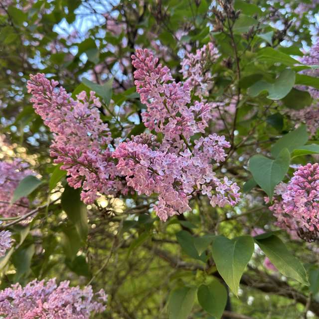Bird. Weather forecasts with beautiful photos by Ritha Photos in Izmaylovo