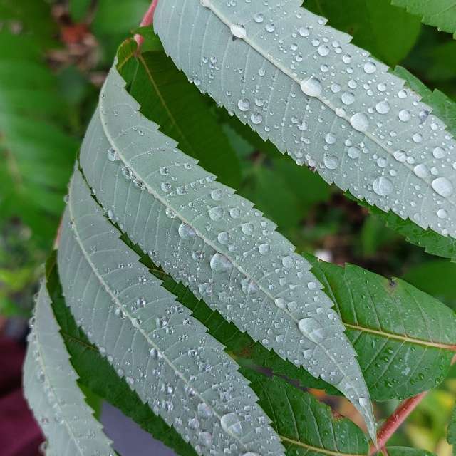 Petiole. Weather forecasts with beautiful photos by Iryna Photos in Kharkiv