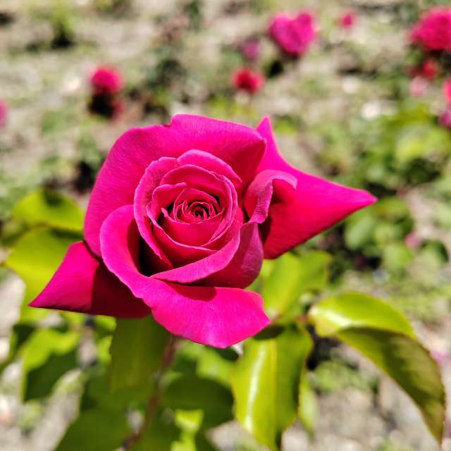 Colorful. Weather forecasts with beautiful photos by Albert_Smelovtsev Photos in Roza Khutor