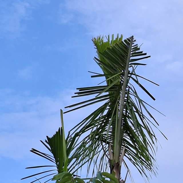 Fotos del Paraguas. Pronósticos del tiempo con hermosas fotos de Wen-ya Huang en Kaohsiung City