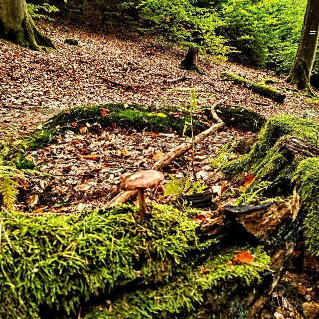 Brown. Weather forecasts with beautiful photos by Wiesiek Photos in Gdansk