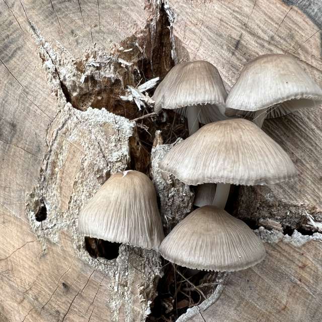 Photos Marche. Prévisions météo avec de superbes photos de SwissEloi de Sonceboz