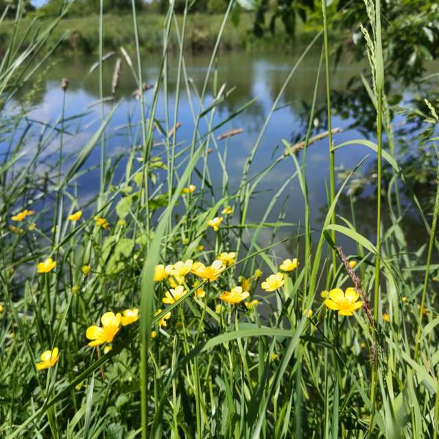 Water. Weersvoorspellingen met prachtige foto's van Lupsaman-foto's in Timiș