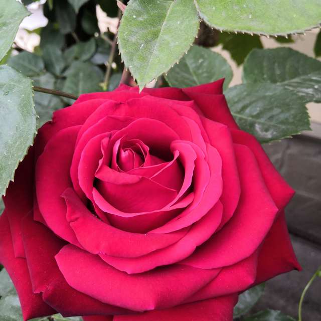 Wettervorhersagen mit schönen Fotos von Yurik