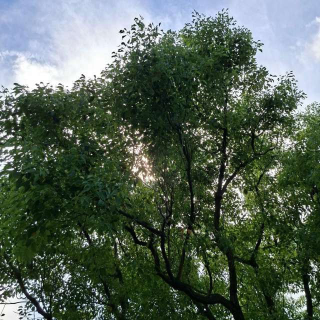 Fotos Girafa. Previsões do tempo com lindas fotos de Wen-ya Huang em Kaohsiung City