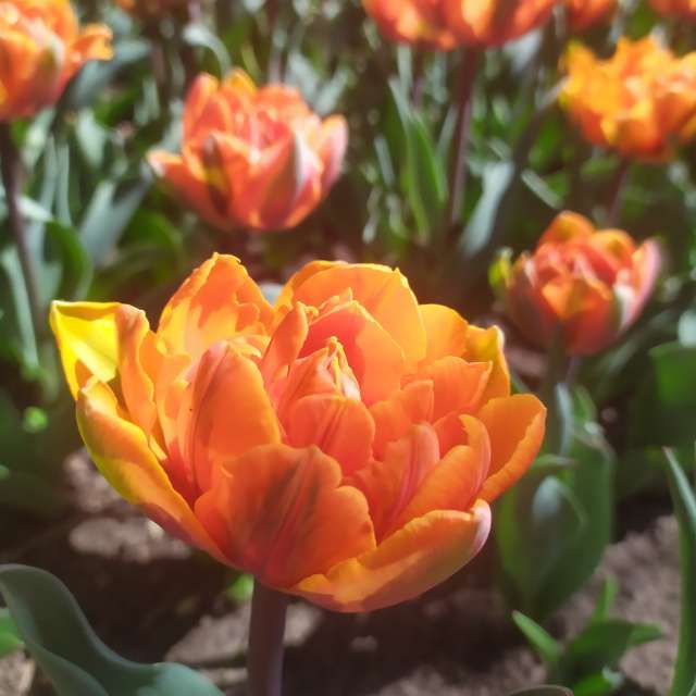 Fotos Clima. Previsões do tempo com lindas fotos de Elena Chayka em Kirovohrad