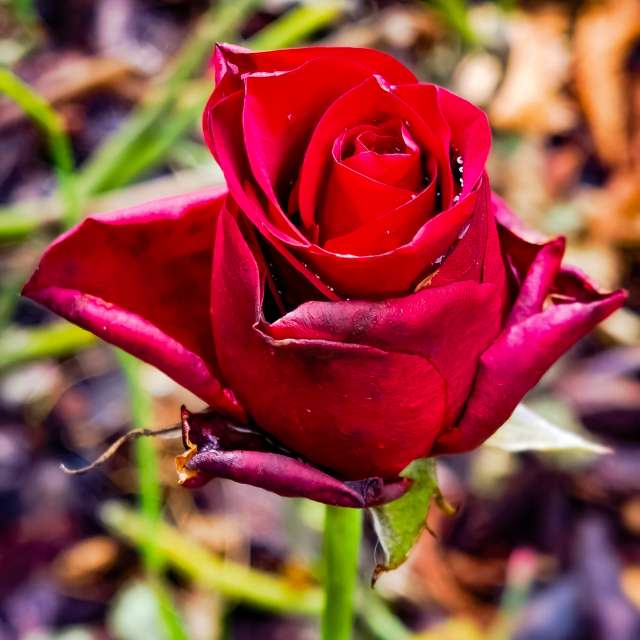 Wettervorhersagen mit schönen Fotos von Terraza74