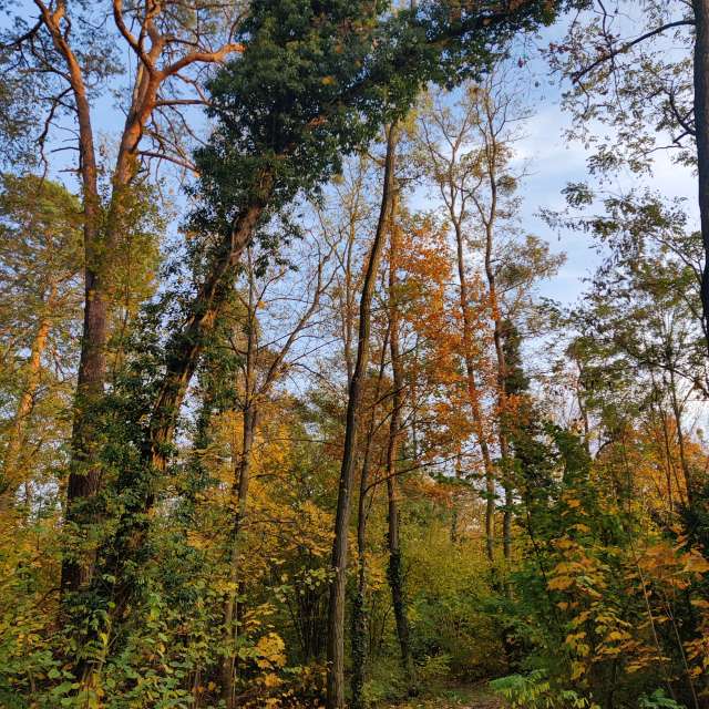 Forest. Weather forecasts with beautiful photos by Zorrra Photos in Kladow