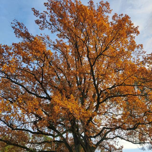 Previsões do tempo com lindas fotos de Zorrra