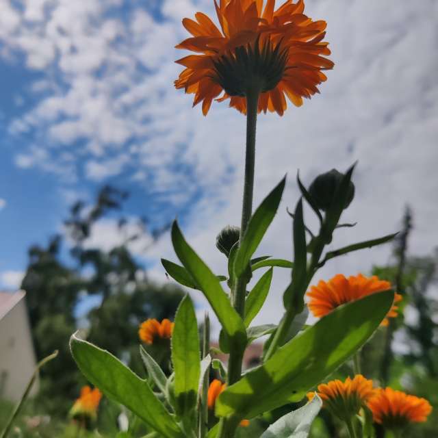 世界的天气照片. 天气预报，带Zorrra精美的照片