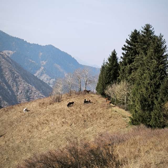 Fotos Colina. Previsões do tempo com lindas fotos de Владимир Екименко em Almaty