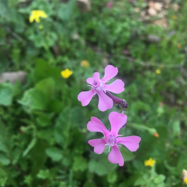 Qassem Mohaidatの美しい写真による天気予報