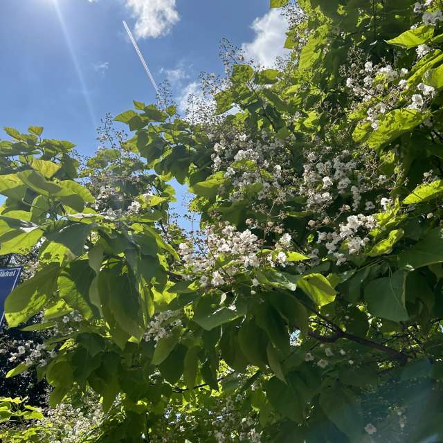 Weather forecasts with beautiful photos by grasielacf