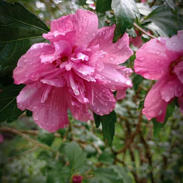 Almaの美しい写真による天気予報