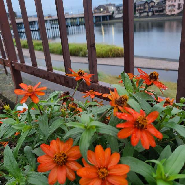 Orange. Weather forecasts with beautiful photos by あさのジジ Photos in Okayama