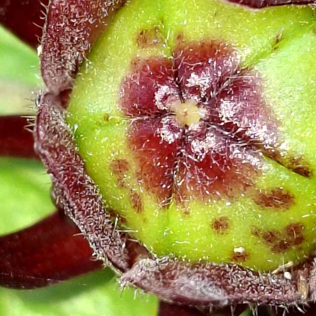 Pizza. Weather forecasts with beautiful photos by Wen-ya Huang Photos in Kaohsiung City