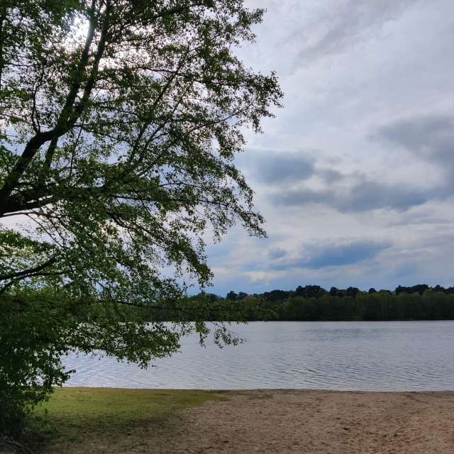 Tree. Weather forecasts with beautiful photos by Zorrra Photos in Kladow