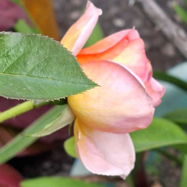 Garden. Weather forecasts with beautiful photos by Wen-ya Huang Photos in World