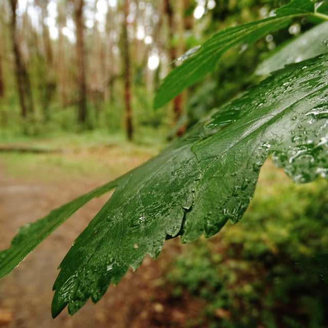 Field. Weather forecasts with beautiful photos by Михаил Гавриков Photos in Kharkiv