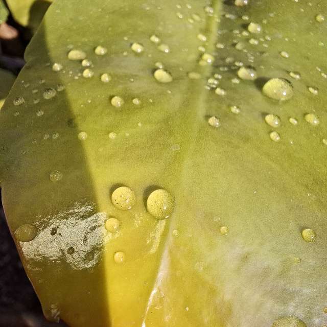 Wettervorhersagen mit schönen Fotos von Wen-ya Huang