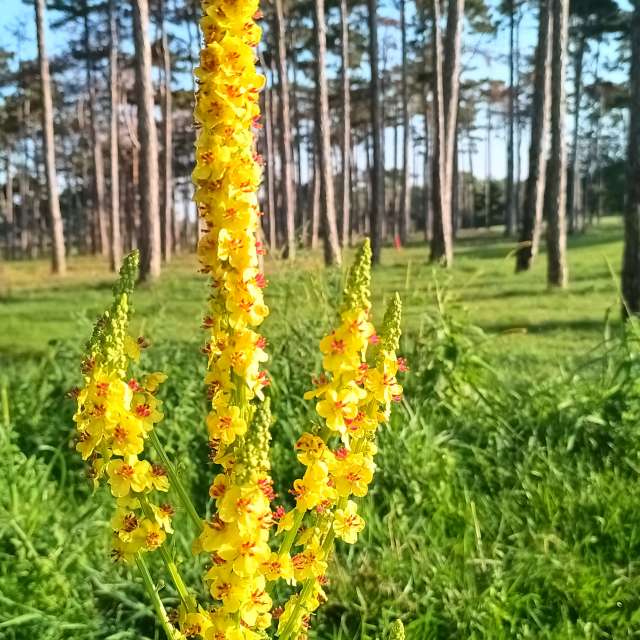Aus Holz. Wettervorhersagen mit schönen Fotos von Kripo Fotos Niederösterreich