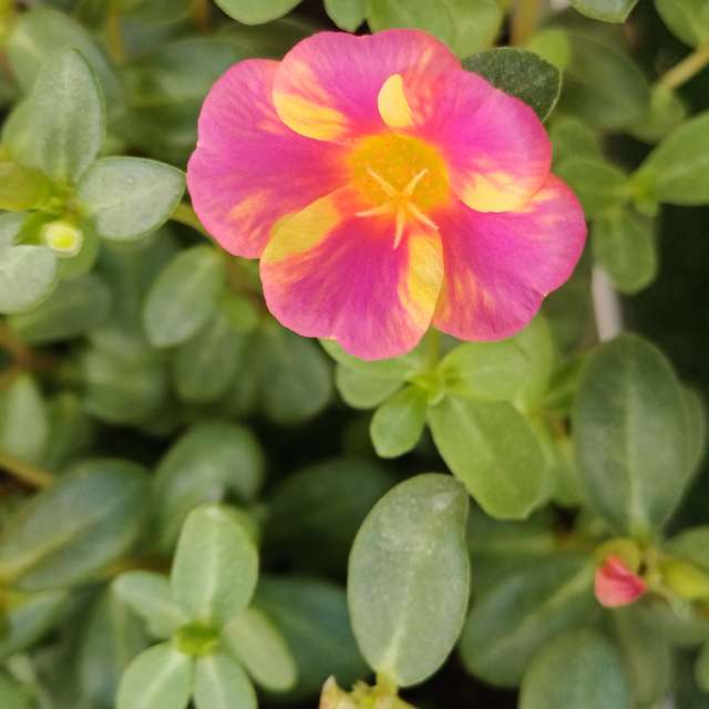 天气预报，带Zaza精美的照片