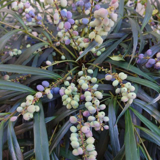 Fotos Jardim. Previsões do tempo com lindas fotos de あさのジジ em Okayama