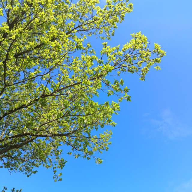 Photos Champ. Prévisions météo avec de superbes photos de Lupsaman de Timiș