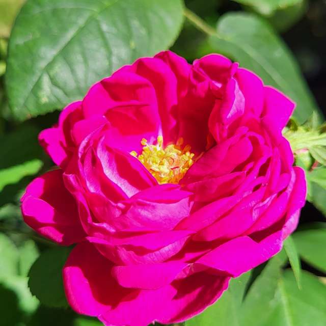 Weather Photos in Flower. Weather forecasts with beautiful photos by aida-khaldi