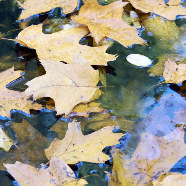 Weather forecasts with beautiful photos by Fon_Tunnissen