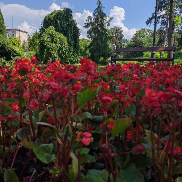 Flower. Weather forecasts with beautiful photos by Lupsaman Photos in Timișoara