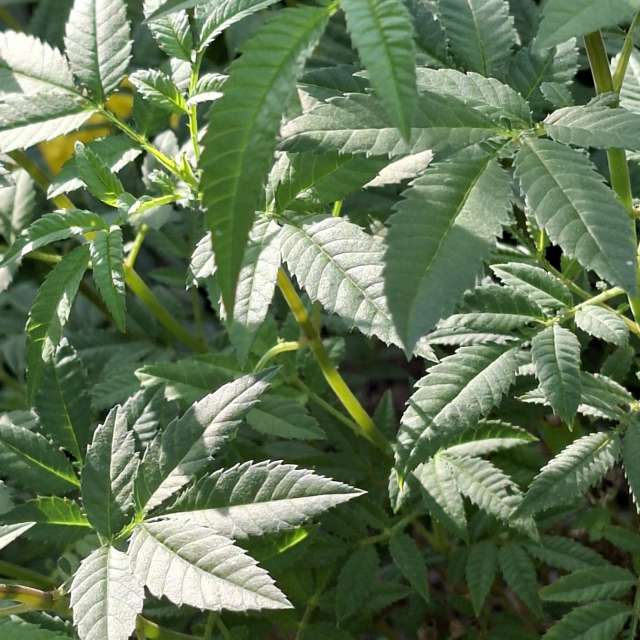 Pizza. Weather forecasts with beautiful photos by Wen-ya Huang Photos in Kaohsiung City