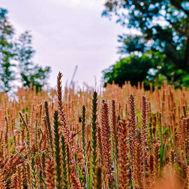 Previsões do tempo com lindas fotos de Takimi-sky