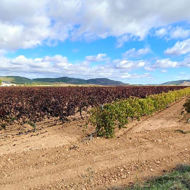 天气预报，带MSLidon精美的照片