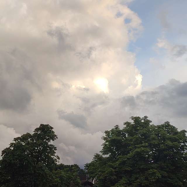 Sheep. Weather forecasts with beautiful photos by Tercis Photos in Ettlingen