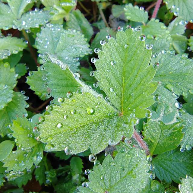 Garten. Wettervorhersagen mit schönen Fotos von Albert_Smelovtsev Fotos Roza Khutor