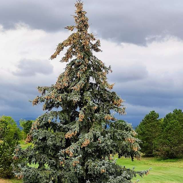Weide. Wettervorhersagen mit schönen Fotos von Kripo Fotos Niederösterreich