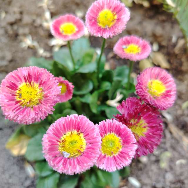 Previsões do tempo com lindas fotos de Ehab-Alatraqchi