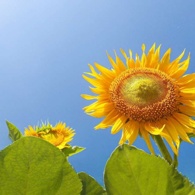 Sunnyyの美しい写真による天気予報