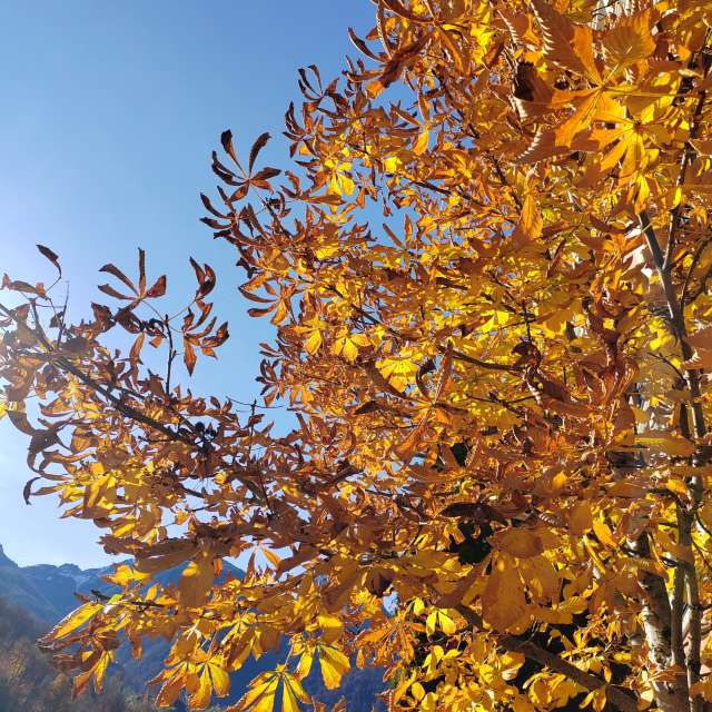 天气预报，带Albert_Smelovtsev精美的照片